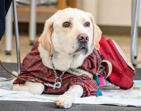 日本盲導犬協会によると、日本の盲導犬の平均寿命は10〜12歳です。