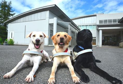 日本盲導犬協会：