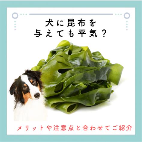 昆布犬とは？