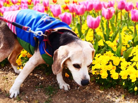 昆布犬を迎えよう：幸運と幸福のシンボル