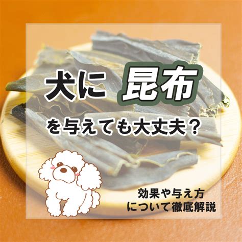 昆布 犬