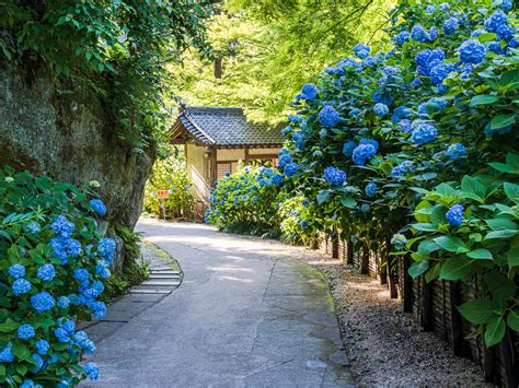 明月院 鎌倉