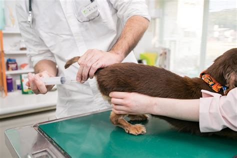 明石 ほん まち 動物病院であなたのペットを最高のケアで守る