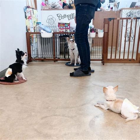 春日井でワンちゃんと触れ合える癒しのひととき！犬カフェ徹底ガイド