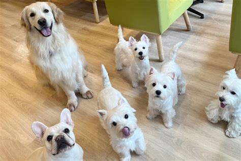 春日井でワンちゃんと触れ合える おすすめ犬カフェ徹底ガイド