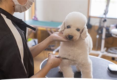 春日井で人気のあるトリミングサロン