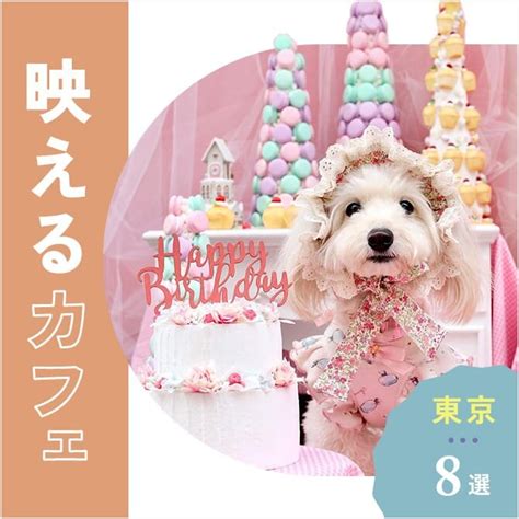 春日井 犬カフェ完全ガイド：愛犬と過ごす特別なひととき