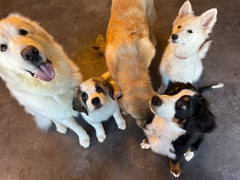 春日井 犬カフェ：癒しとふれあいの楽園