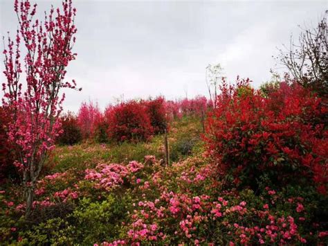 春暖花開，踏青賞花正當時