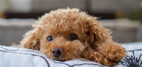 春菊犬のすべて：ふわふわの緑のワンちゃんの世界