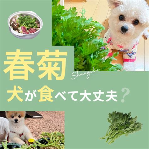 春菊犬：完璧なるペットガイド