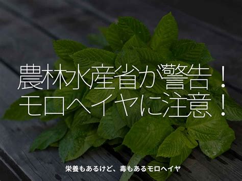 春菊生で食べるのは危険！ 農林水産省も注意喚起