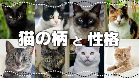 普通の猫が特別な存在になる方法：完全ガイド