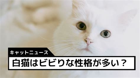 普通の猫：知られざる側面と飼うときの注意点