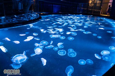 晴空 塔 水族館