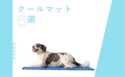 暑い夏を乗り切る！犬用クールマットで愛犬も快適に