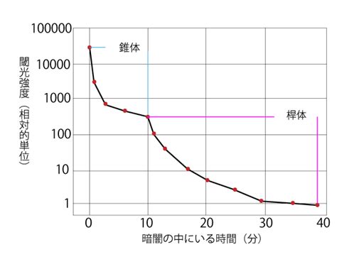 暗順応能力が高い：