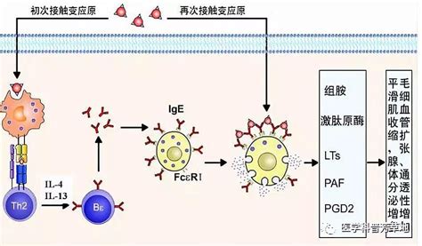 更少的過敏反應：