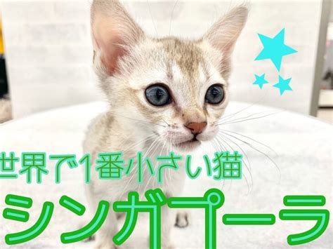 最小の猫：究極の愛らしいコンパニオン