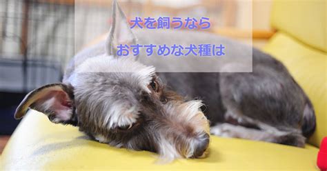 最適な犬種を選ぶ