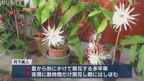 月下美人・鶴見で咲く魅惑の夜間限定花