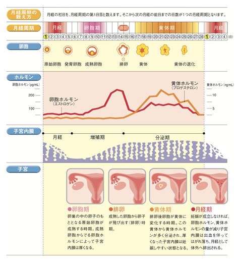 月経の遅れ：