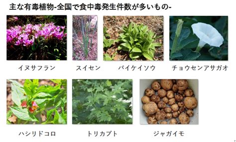 有毒植物の花がもたらす危険性：その種類、症状、予防策