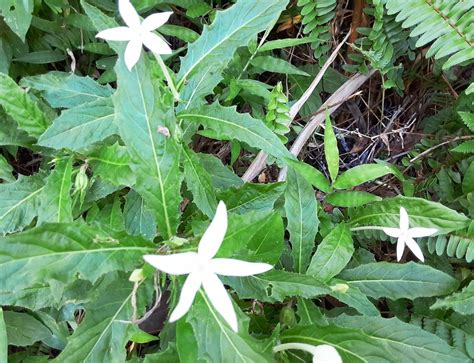 有毒植物の花：その美しさに惑わされないように