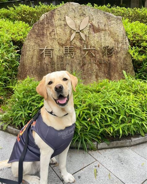 有馬温泉で愛犬と六彩の旅を満喫