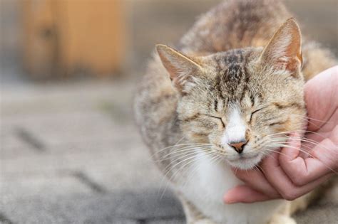 本物の猫との触れ合いができない環境でも、猫が飼える。