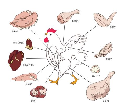 本物の鶏肉または魚：