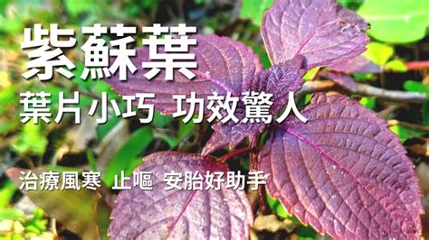 杏仁加蜂蜜：養生黃金組合，功效驚人