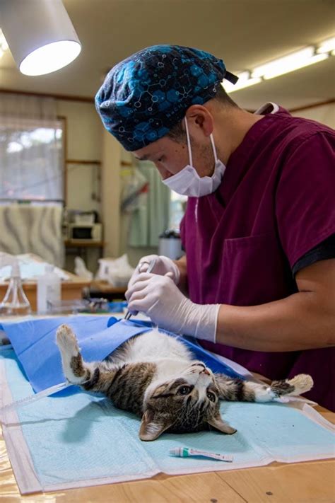 杜都どうぶつ病院でペットの健康を守る