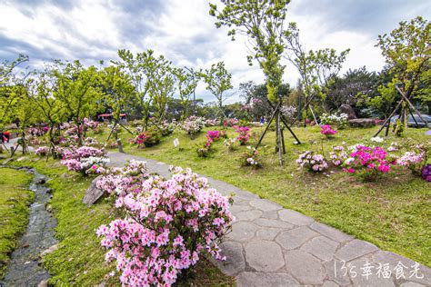 杜鵑花季來臨 繽紛花海如畫卷