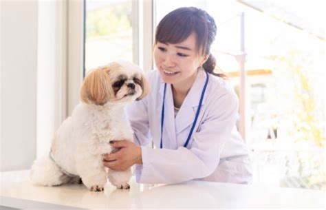 東橋本で信頼できる動物病院の選び方