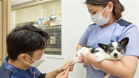 東橋本どうぶつ病院でペットの健康を最優先