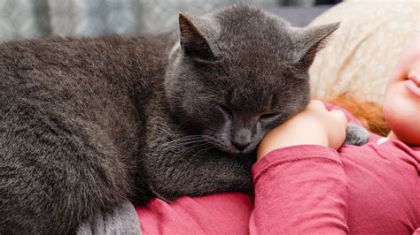 枕元で寝る猫がもたらす心と体の癒し