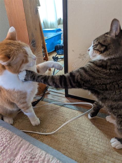 枕元で愛猫が寄り添う幸せを享受しませんか