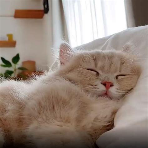 枕元で眠る猫のメリット