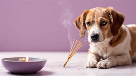 枝豆猫を安全に楽しむための徹底ガイド