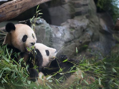 柏林動物園