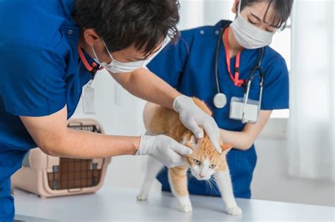 柘植小動物病院で最高のペットケアをご提供！