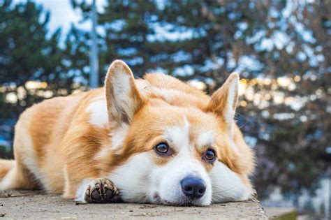 柯基犬：迷人的陪伴犬種，帶給你無盡的歡樂時光