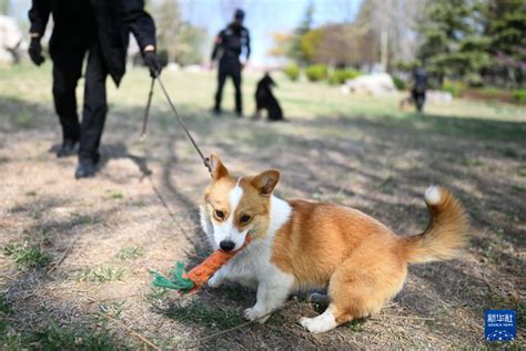 柯基：快樂的矮腳犬