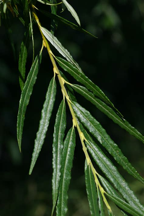 柳條藤屬 (Salix viminalis)