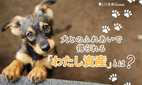 柴犬とのふれあいで得られる心身のメリット