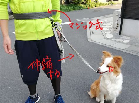 柴犬のハーネス：最適な選択ガイドとトレーニングのヒント