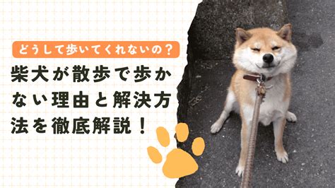 柴犬の価格を左右する要因