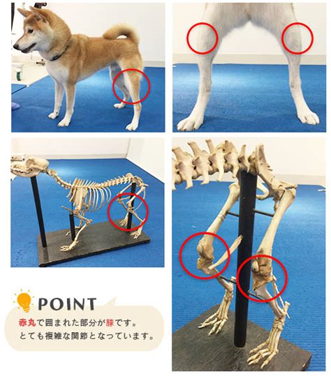 柴犬の健康管理に不可欠な膝蓋骨脱臼への対策