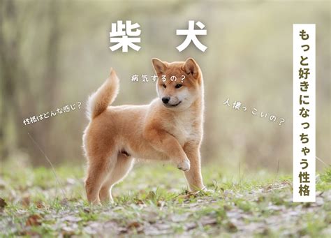 柴犬の平均価格は1万円〜15万円